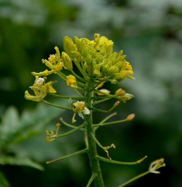 da identificare:   cfr. Sinapis alba